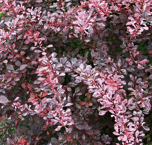 Барбарис Тунберга 'Роуз Глоу'