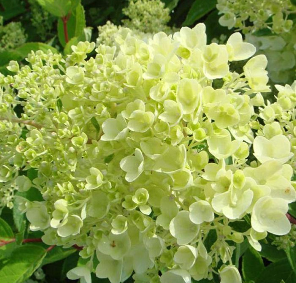 Гортензия древовидная 