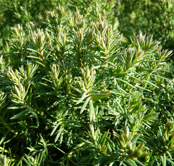 Туя западная Тедди (Teddy)