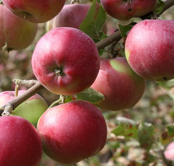 Яблоня домашняя 'Рождественское'