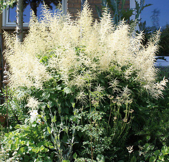 Астильба арендса Браутшлейер