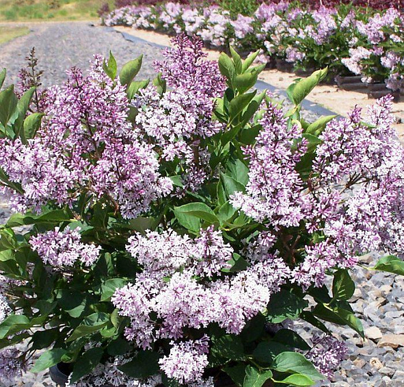 Сирень раскидистая 'Мисс Ким' (лилово-белая)