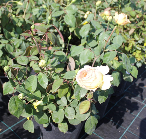 Роза 'Джалита' (чайно-гибридная) (желтая с розовым)