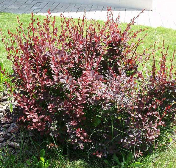 Барбарис оттавский 'Суперба'