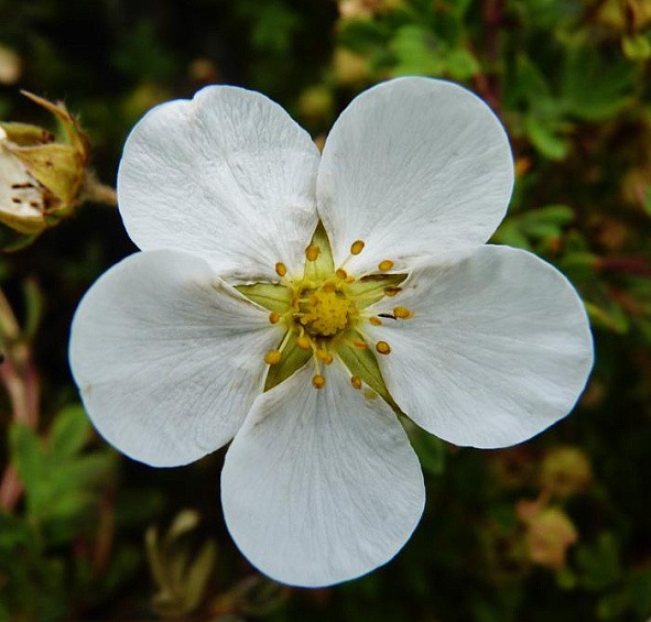 Лапчатка кустарниковая 'Абботсвуд'