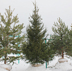 Фотоальбом Хвойные в садовом центре. Ноябрь 2012 Хвойные в садовом центре Южный. Ноябрь 2012