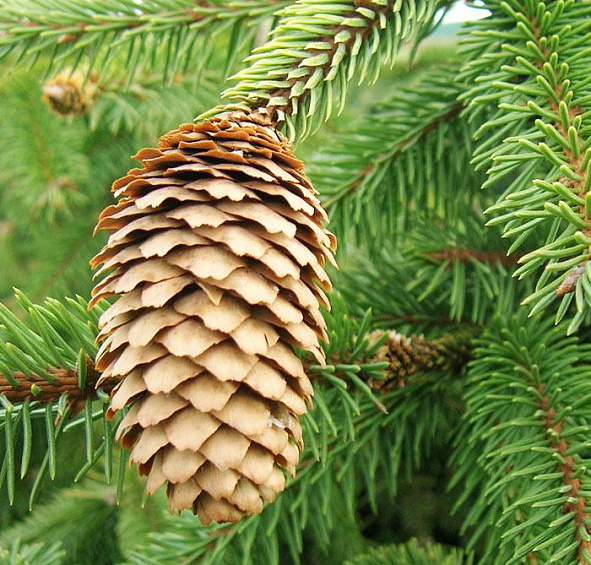 Ель обыкновенная (европейская) 'Акрокона'