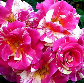 Роза 'Кэнди Лэнд' (плетистая) (кремовая с бордовыми штрихами)