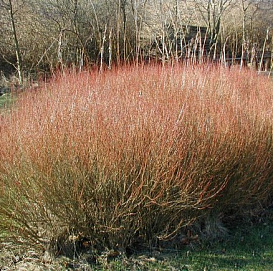 Ива пурпурная