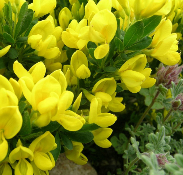 Ракитник стелющийся