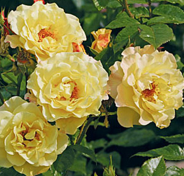 Роза Ругельда (Rugelda)