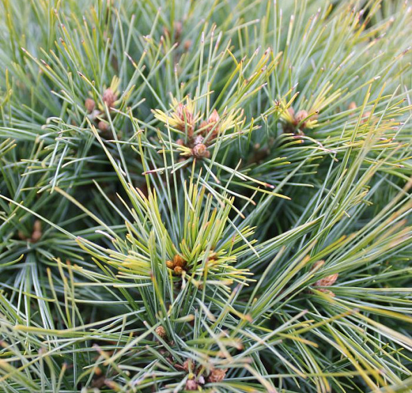 Сосна веймутова 'Минима'