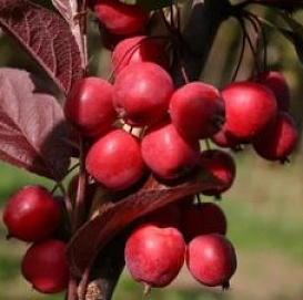 Яблоня декоративная 'Пионерка'