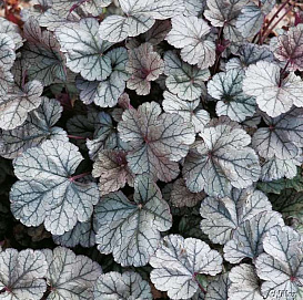 Гейхера гибридная 'Сильвер Индиана'
