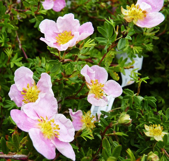 Лапчатка кустарниковая 'Пинк Куин'