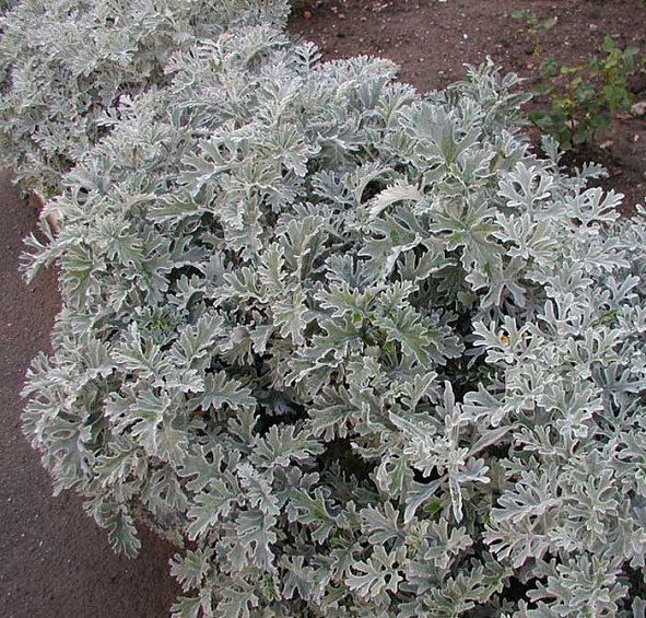 Цинерария морская (приморская)