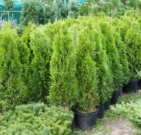 Туя западная Смарагд (Smaragd) крупномер