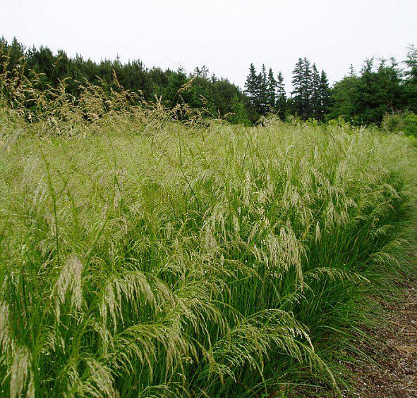 Луговик дернистый (щучка)