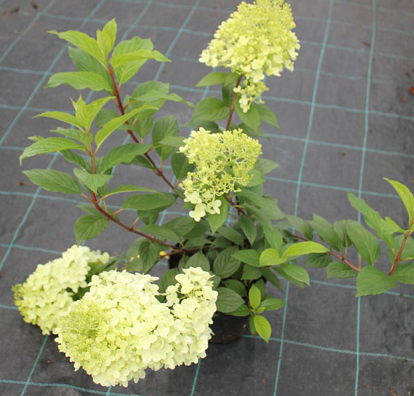 Гортензия метельчатая 'Диамантино'