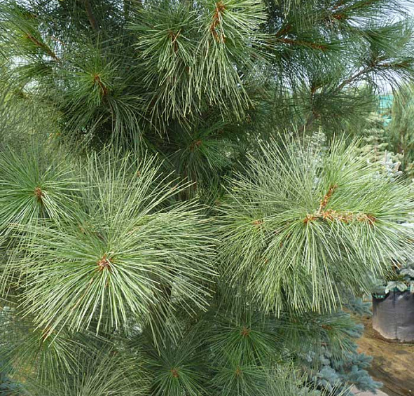 Сосна веймутова 'Фастигиата'