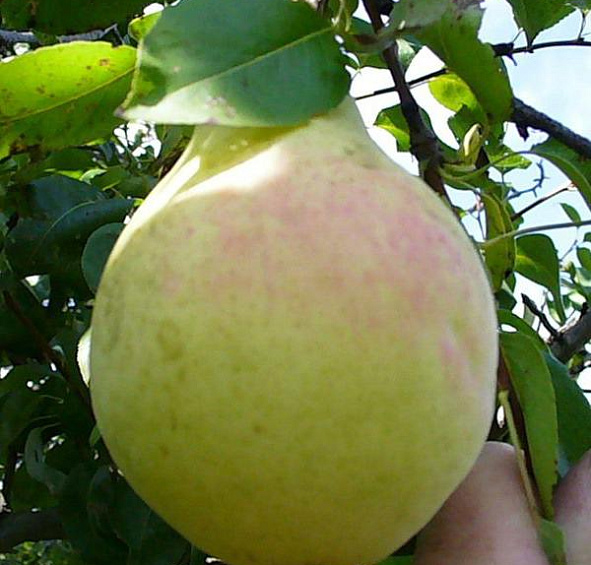 Груша Красавица Черненко (Русская красавица)