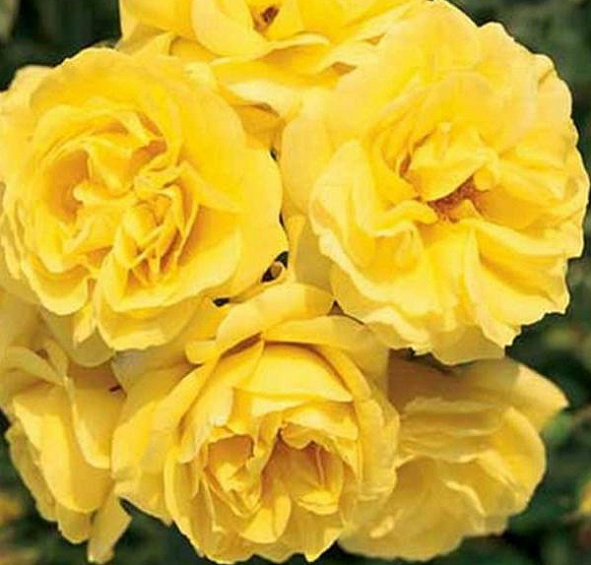 Роз Карт Д’Ор (Carte D’Or)