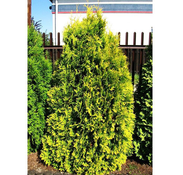 Туя западная 'Санкист'