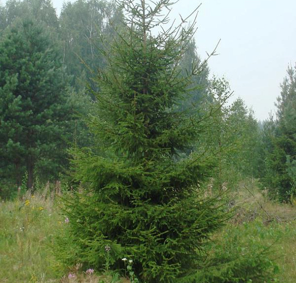 Ель обыкновенная (европейская)