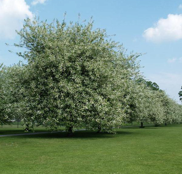Черемуха обыкновенная 'Ватерери'