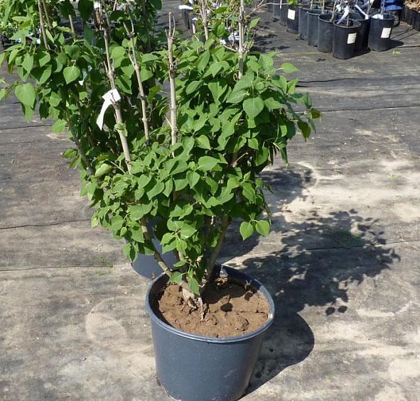 Сирень обыкновенная 'Бель де Ненси' (бело - розовая)