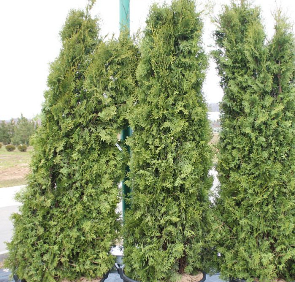 Туя западная 'Пирамидалис Компакта'