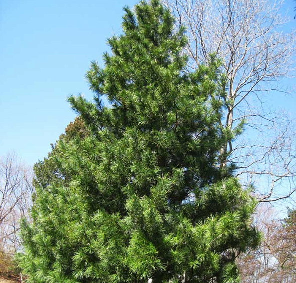 Сосна корейская кедровая (Кедр корейский)