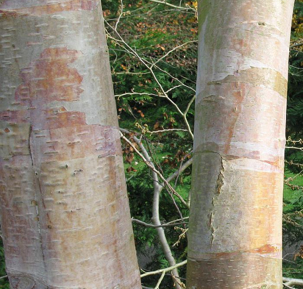 Береза полезная 'Жакмона'