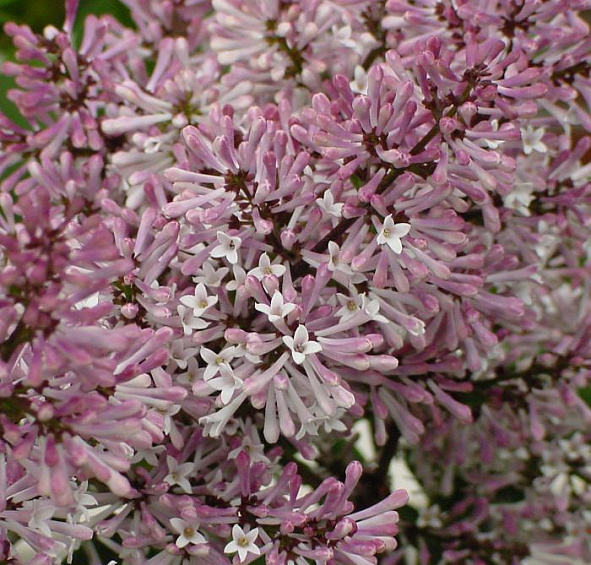 Сирень раскидистая 'Мисс Ким' (лилово-белая)