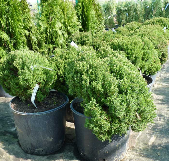 Туя западная Тедди (Teddy)