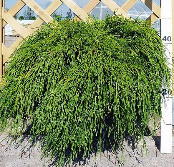 Кипарисовик горохоплодный 'Филифера Нана'