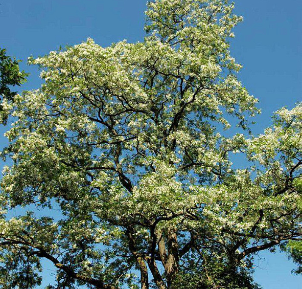 Робиния щетинистоволосистая 'Тортуоза'