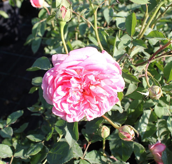 Роза 'Боскобель' (парковая) (розовая)