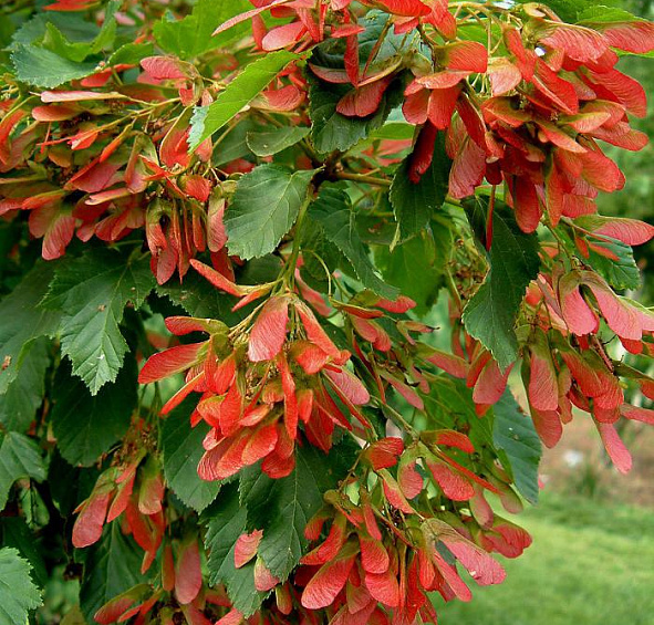 Клён татарский (Acer tataricum)