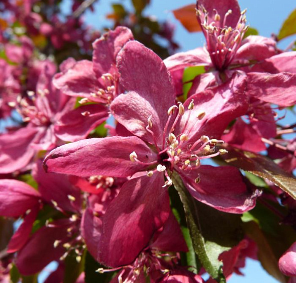 Яблоня декоративная 'Роялти'