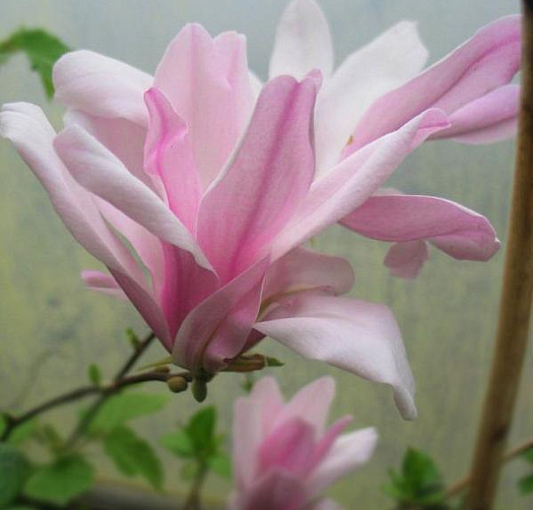 Магнолия 'Джорж Генри Керн'