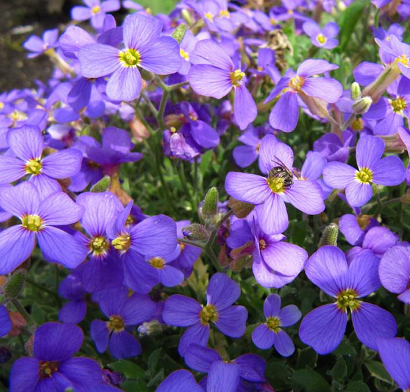 Аубриета гибридная Рокресс