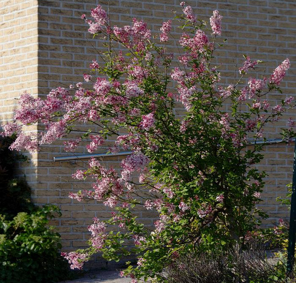 Сирень мелколистная 'Суперба' (розово - белая)