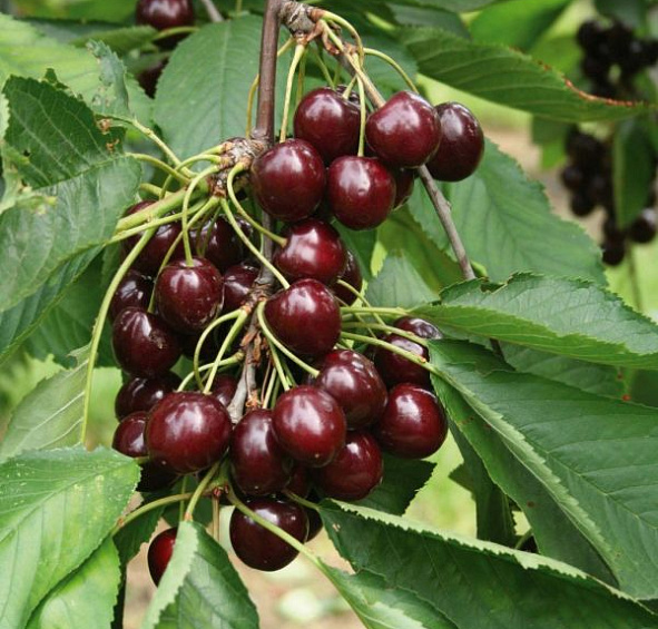 Вишня обыкновенная 'Шоколадница'