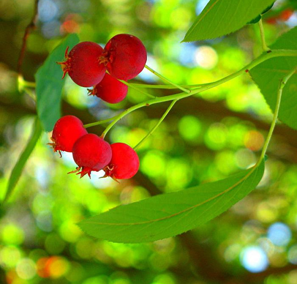 Ирга канадская (ламарка)