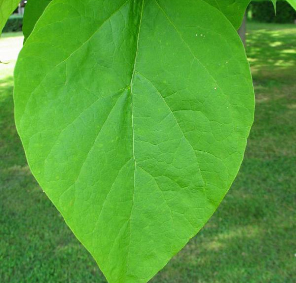 Катальпа бигнониевидная