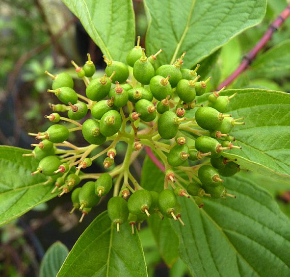 Дерен белый 'Сибирика'