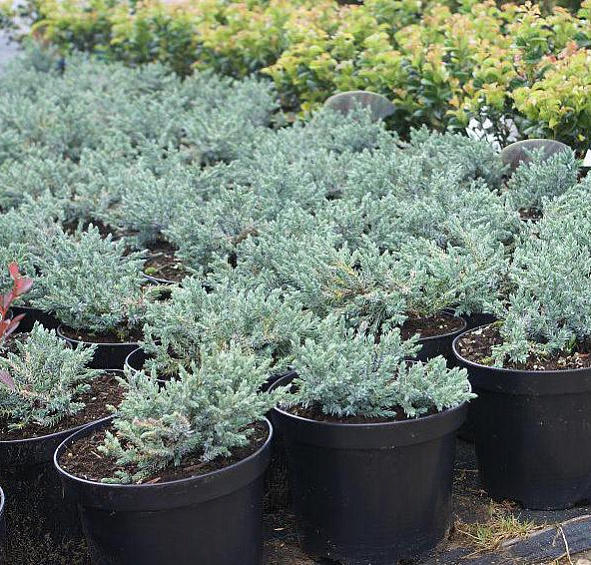 Можжевельник чешуйчатый Тропикал Блю (Tropical Blue)