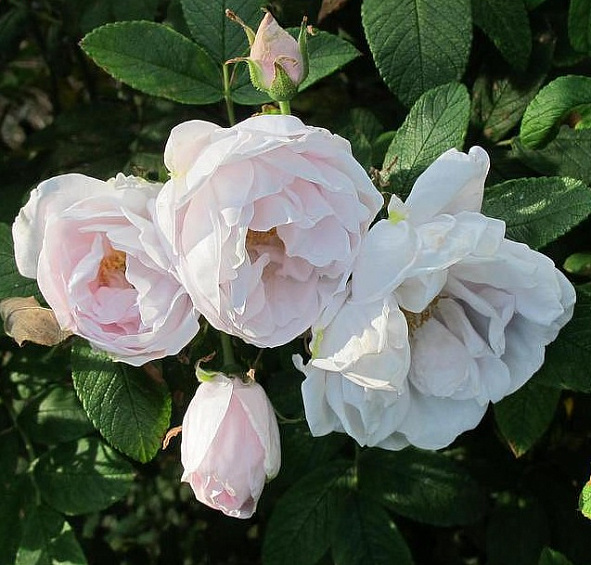 Шнеекоппе (Schneekoppe)