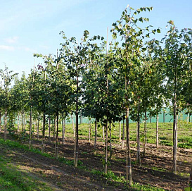 Липа мелколистная (сердцелистная) (подвой)